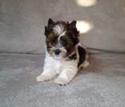 Yorkshire Terrier Biewer Piesek