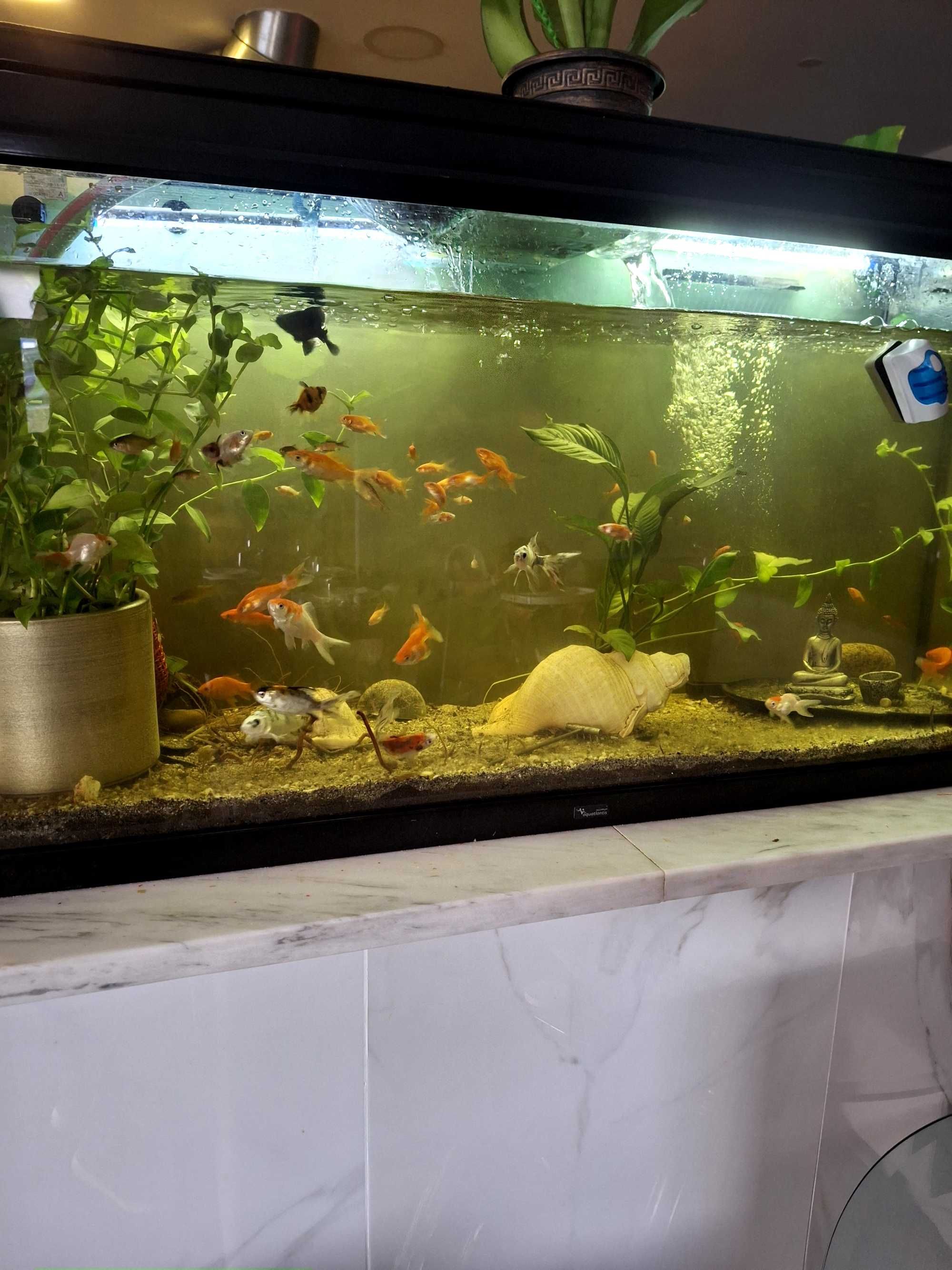 Peixes de lago e aquário