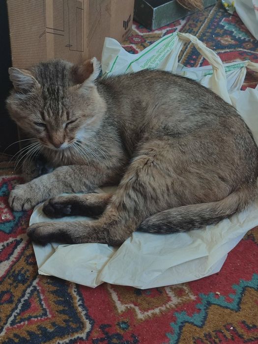 Кот в поисках дома!