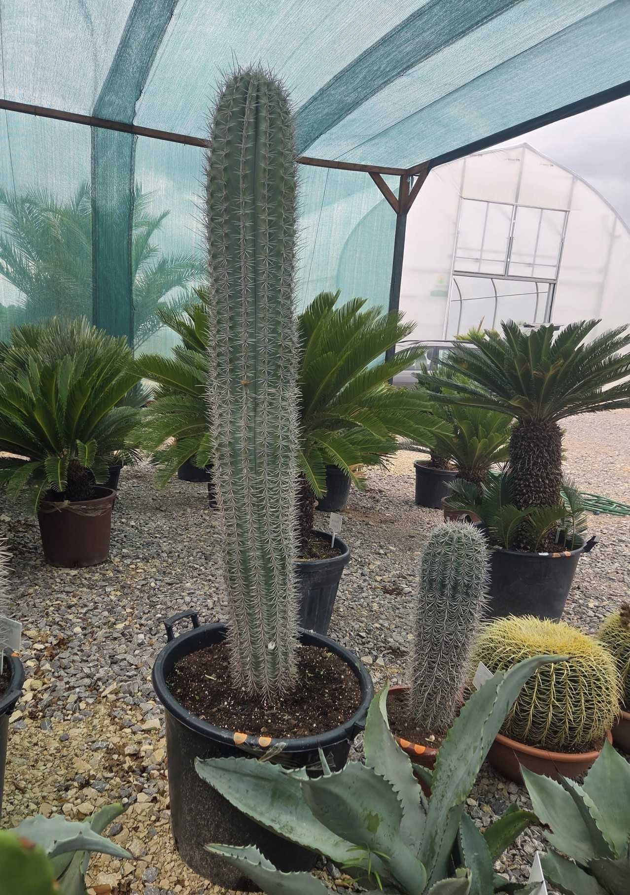 Kaktusy Pachycereus pringlei – okazy 85-170 cm
