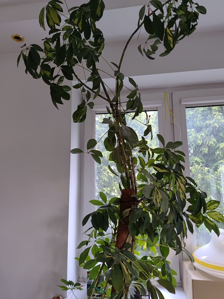 Schefflera szeflera drzewiasta duża 2,5 m