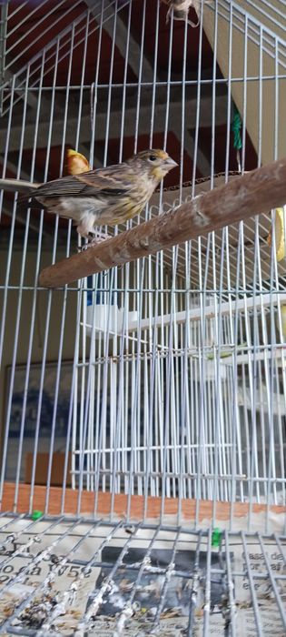 Canários novos anilhados