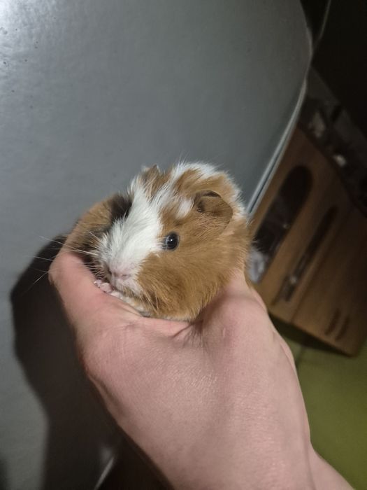 Miesięczne Świnki Morskie