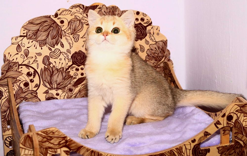 Мега красивый ласковый британский маленький котик