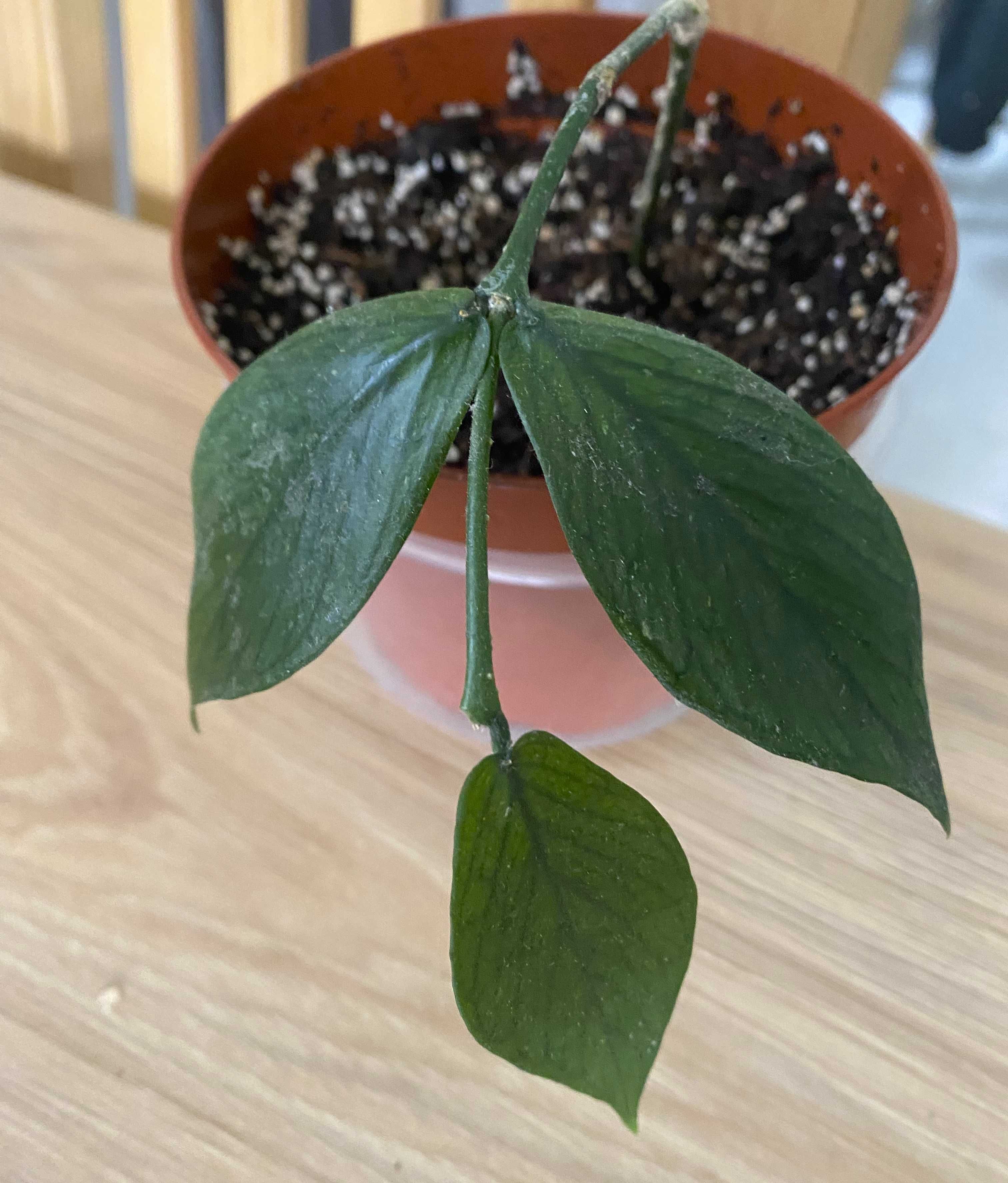 hoya Polyneura, zdjęcia oferowanej rośliny