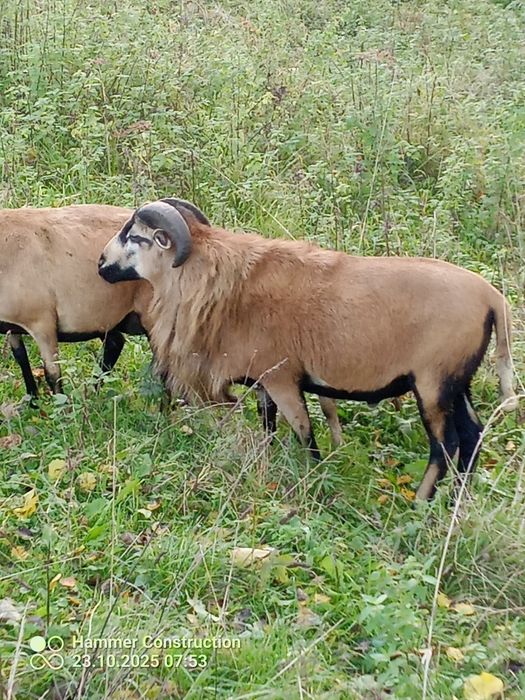 Baran barany .baran.