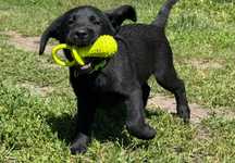 ZKwP (FCI) - Labrador retriever suczka rodowodowa szczeniaczek