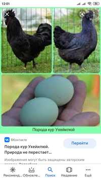 Продам инкубационное лечебное яйцо породы курей ухейилюй,петухи