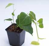 Philodendron Lupinum – kolekcjonerska perełka, Terrarium, Vivarium