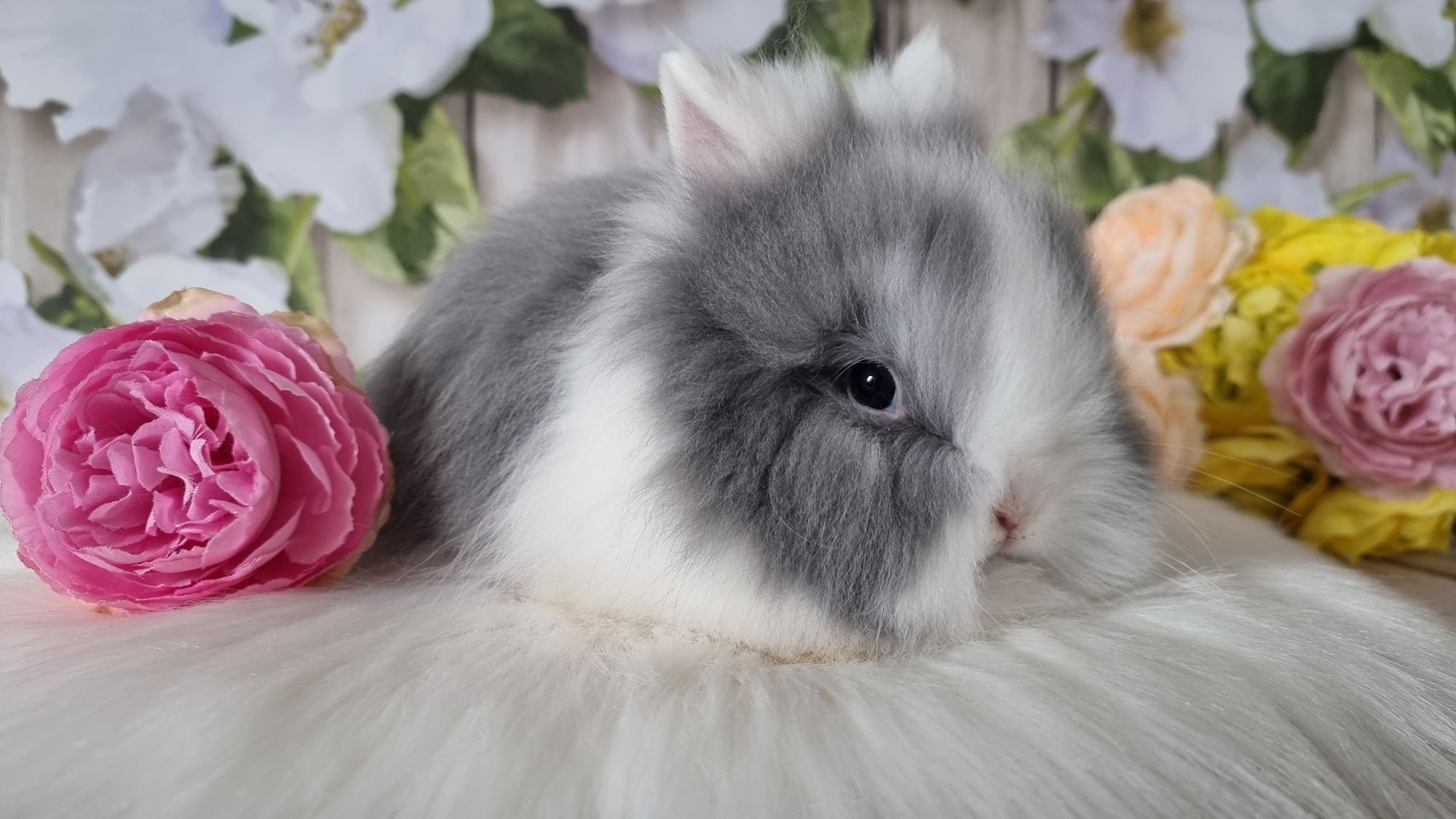 Śliczne króliczki karzełki Teddy zapraszam gotowe do odbioru