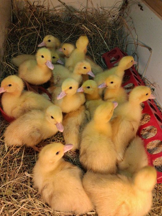 Мускусні Індокаченята шипуни , білі німецької лінії