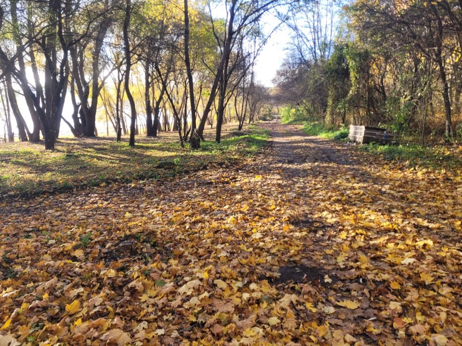 Ріжу дрова  ,кидаю дерева.