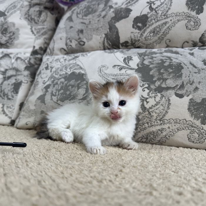 Сибирячки малыши )