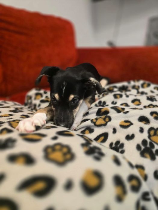 Małe szczeniaki szukają domków