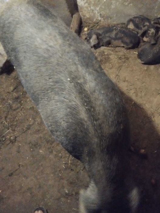 Продам кнура мангала робочій кнура ціна договірна