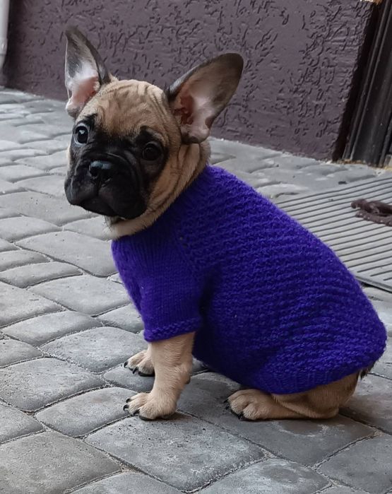 Французский бульдог