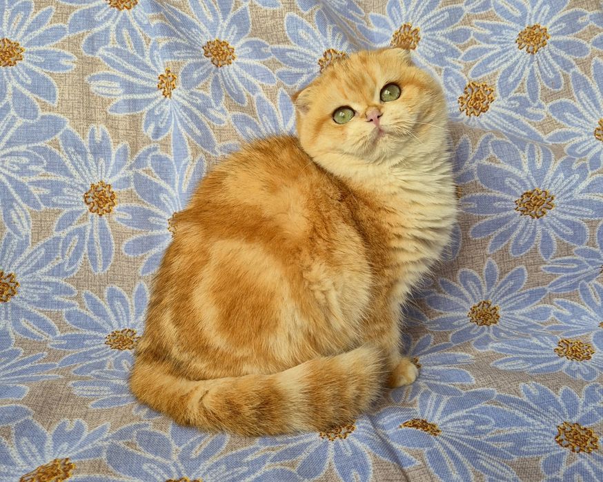 Дуже ласкаві золоті шиншилки