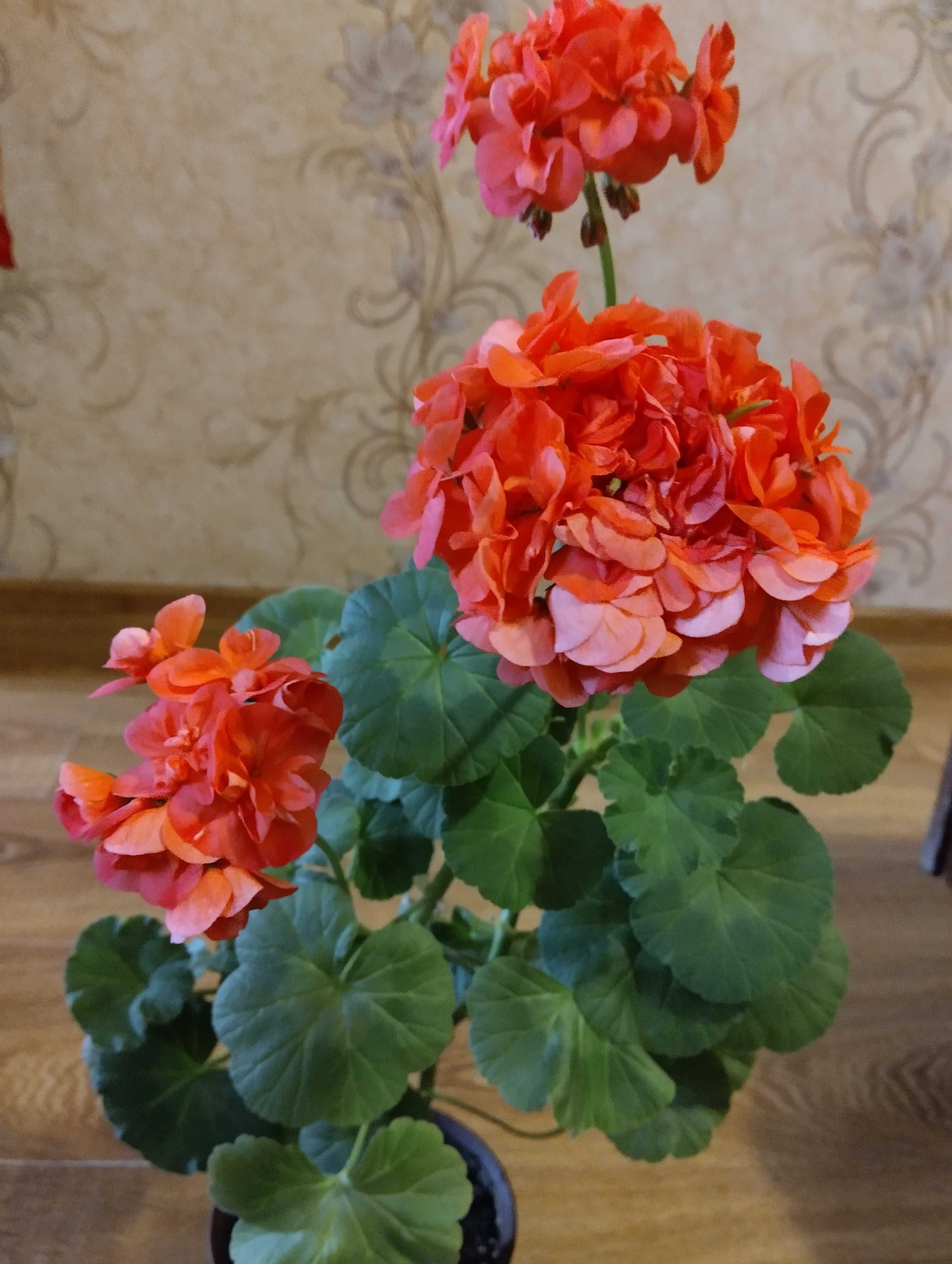 Комнатные цветы:;Аихризон,Фикус Абиджан,Хавортия.Герань .