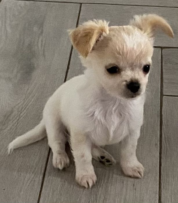 Chihuachua  biało-kremowy