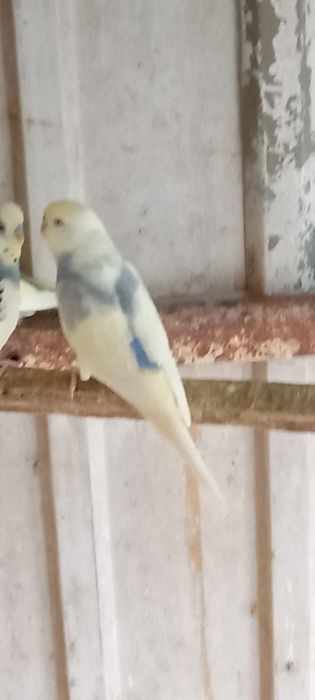 Vendo piriquitos e caturras