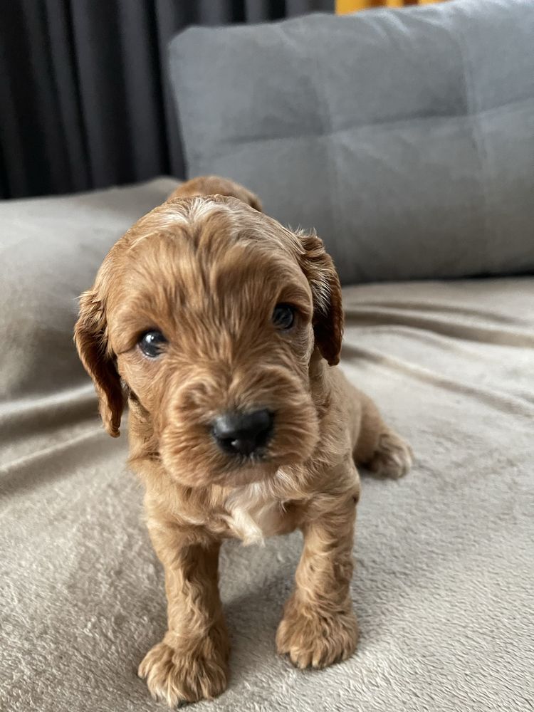 Cavapoo Samiec F1 badania