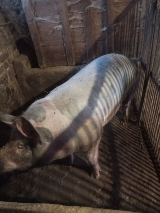 Продам свині (живою вагою)