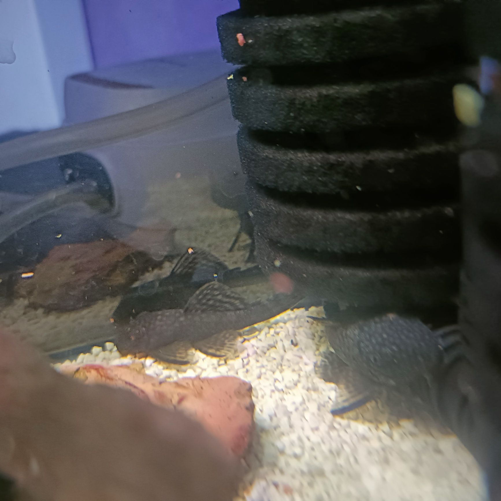 Troco 5 ancistrus por guppys