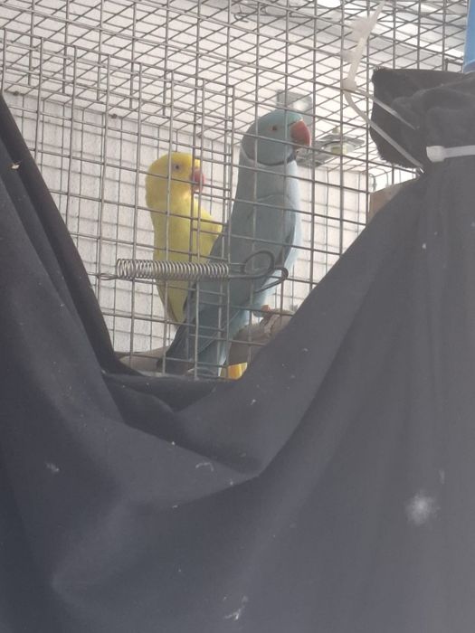 Vendo casal de ring neck ou troco