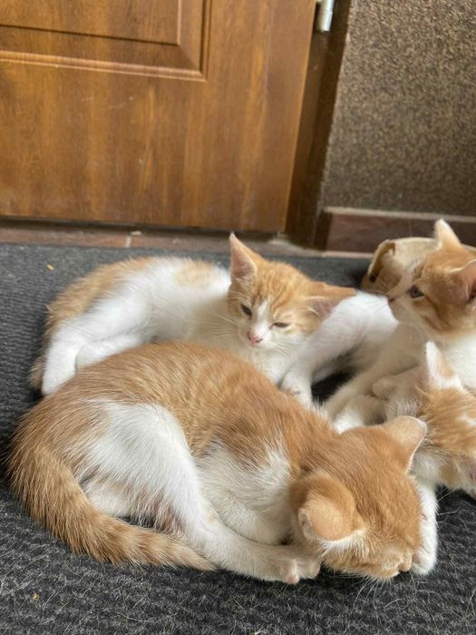 Małe kotki szukają domu