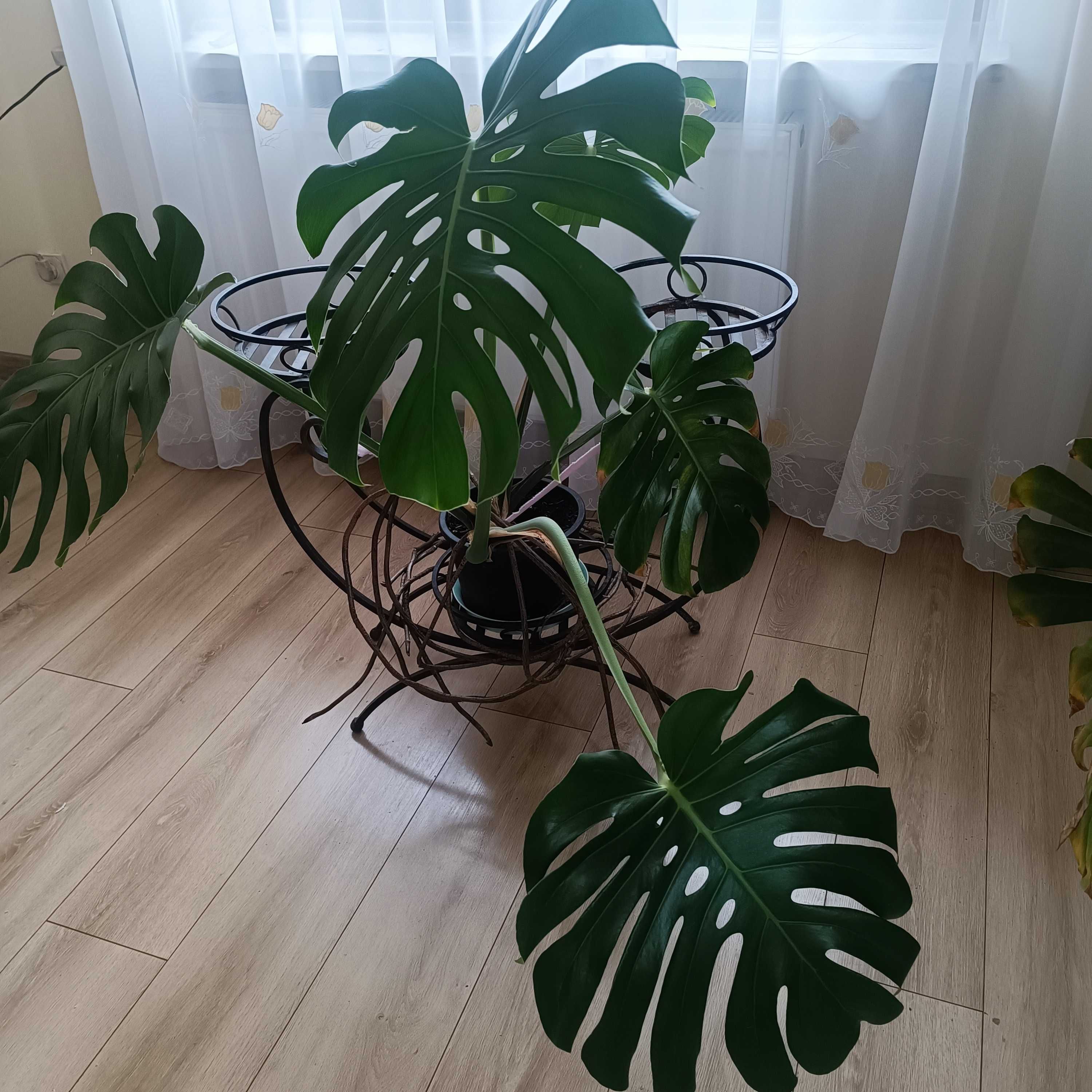Monstera wielkolistna z pięknego matecznika.