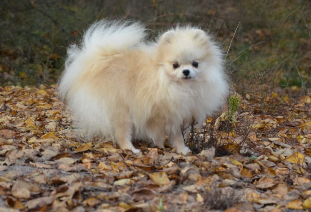 Взрослая крошка не для разведения.