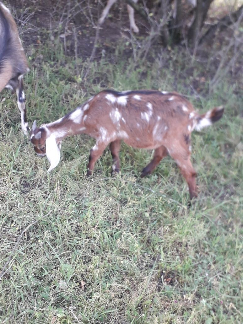 Koziołki anglonubijskie i la Manche