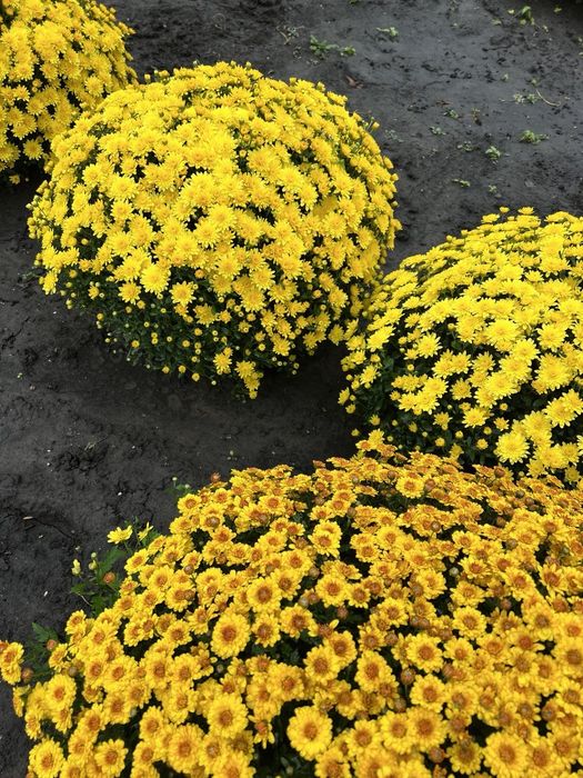 Хризантема мультифлора.