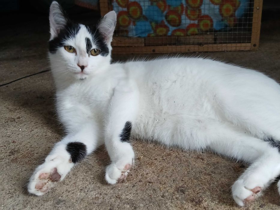 Gatinha para adoção