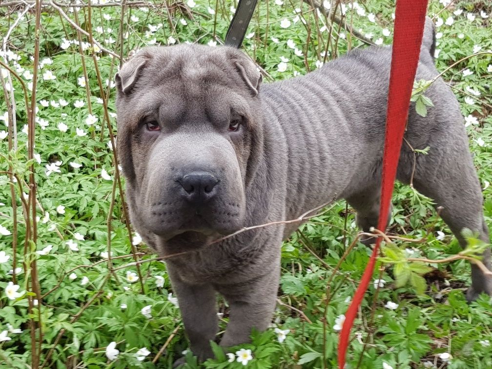 Shar pei piesek Burbon