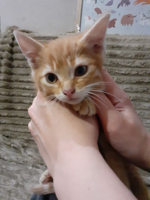 Кошенята у добрі руки