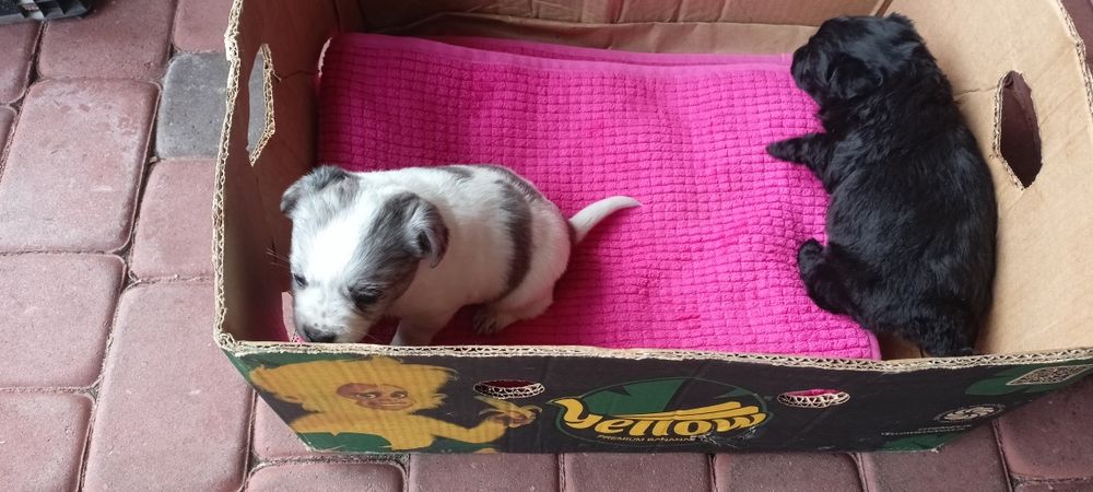 Oddam za darmo szczeniaki