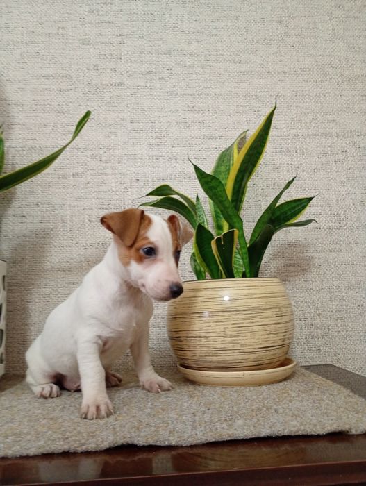 Jack Russell terrier