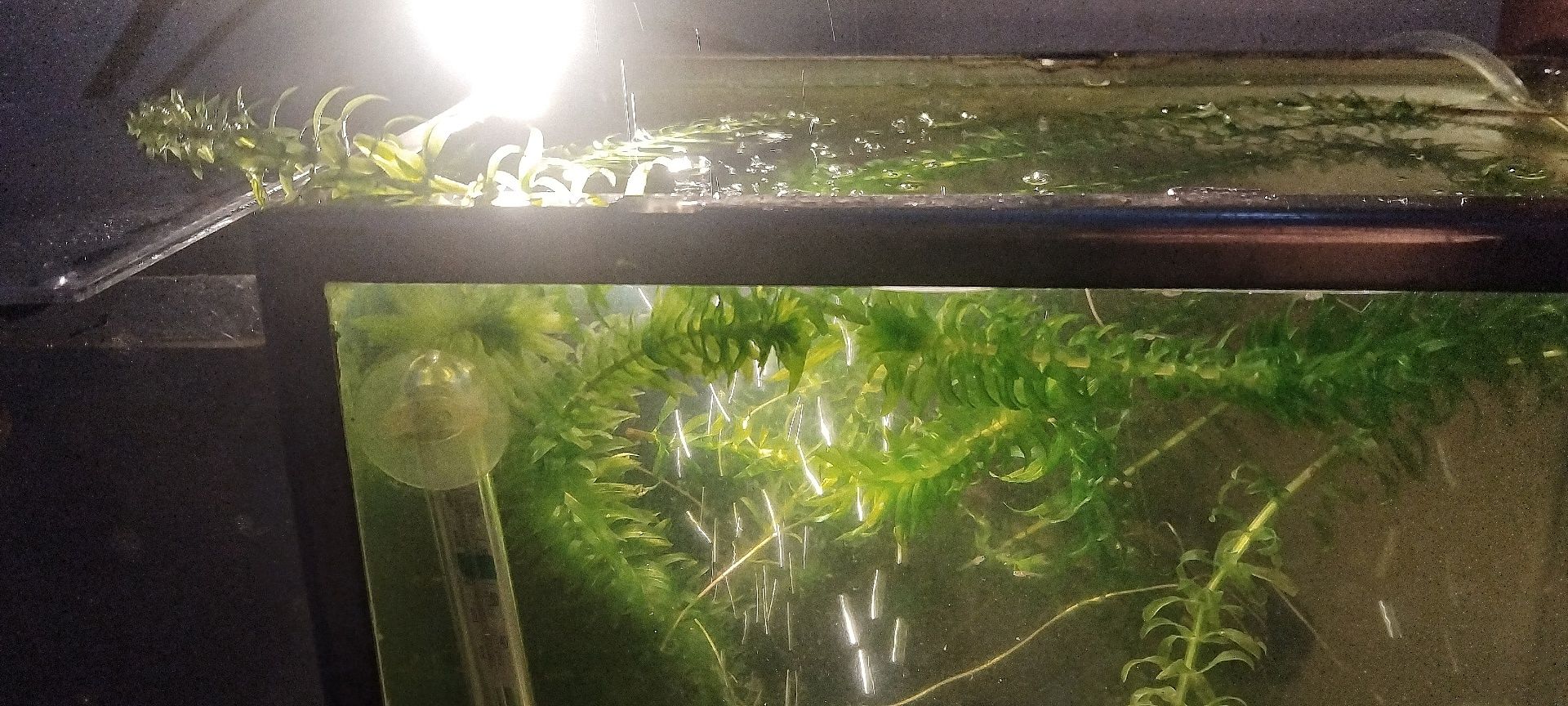 Planta de aquário emogena