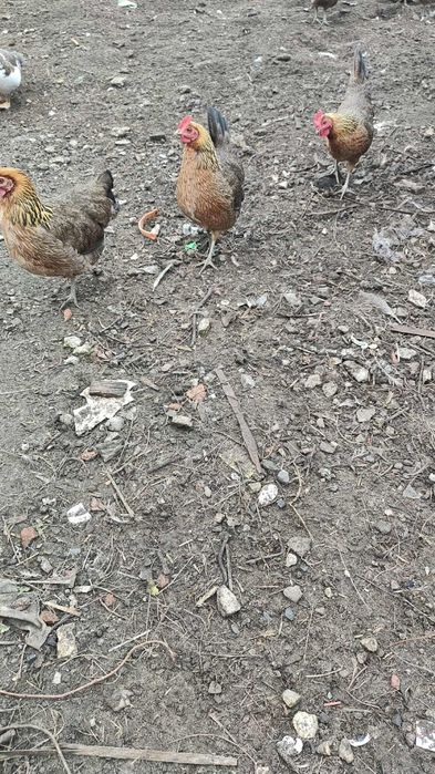 Zielononóżki młode z jajkiem