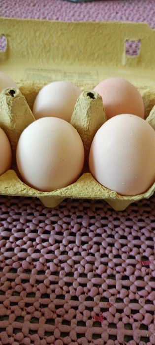 Jajka domowe  naturalne