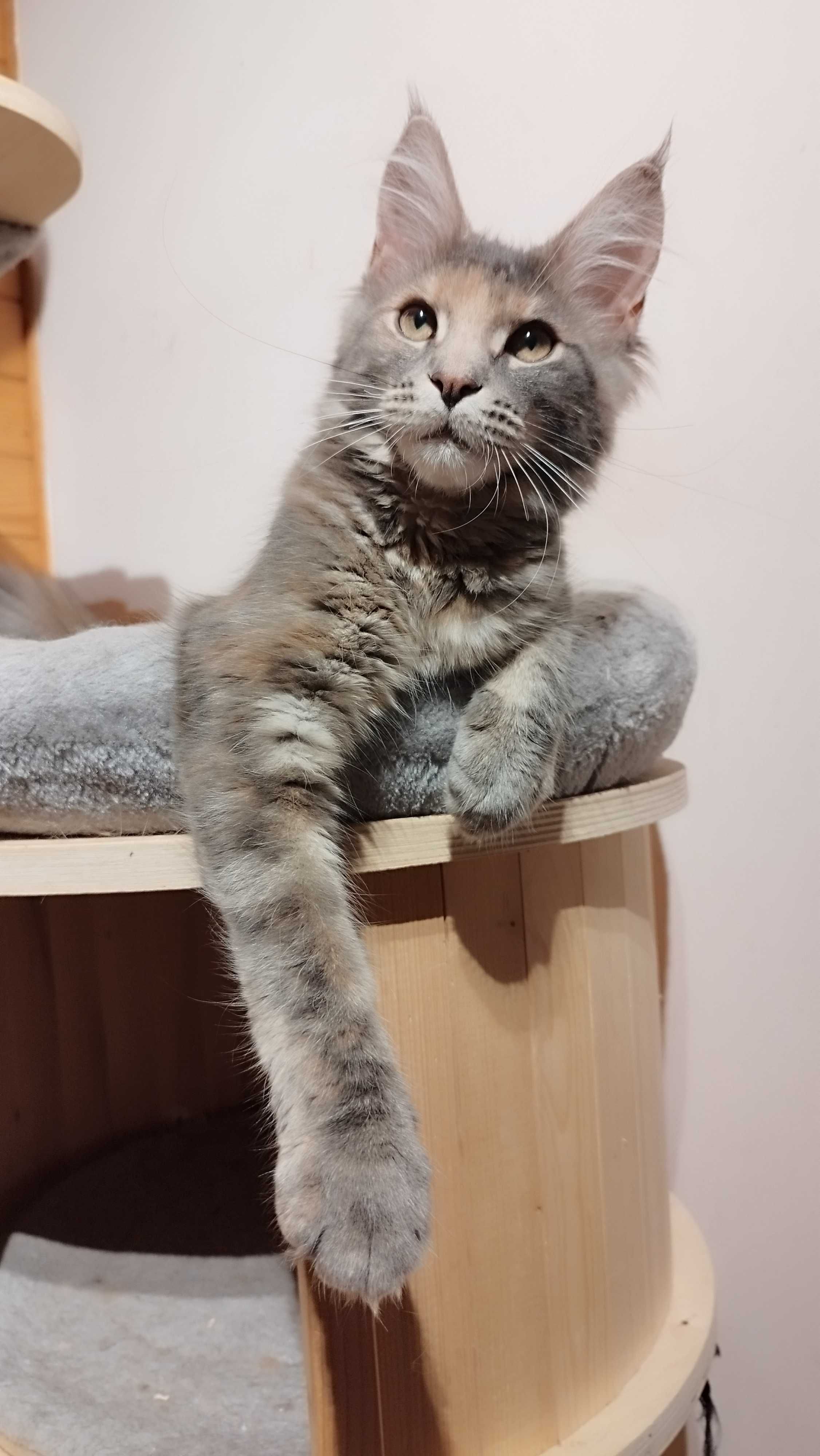 Koteczka Zoja Maine coon