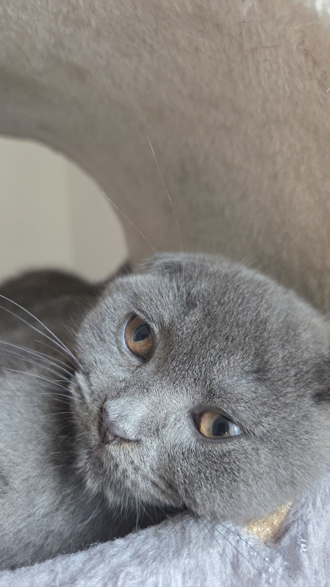 Gato Scottish Fold Cinzento