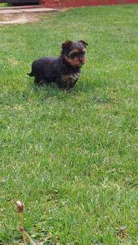 Yorkshire terrier piesek