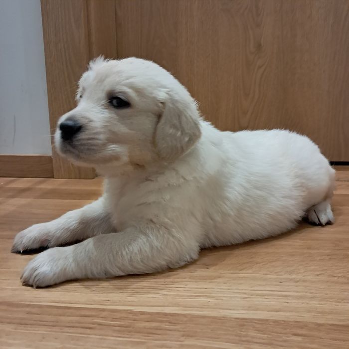 Szczenię do rezerwacji