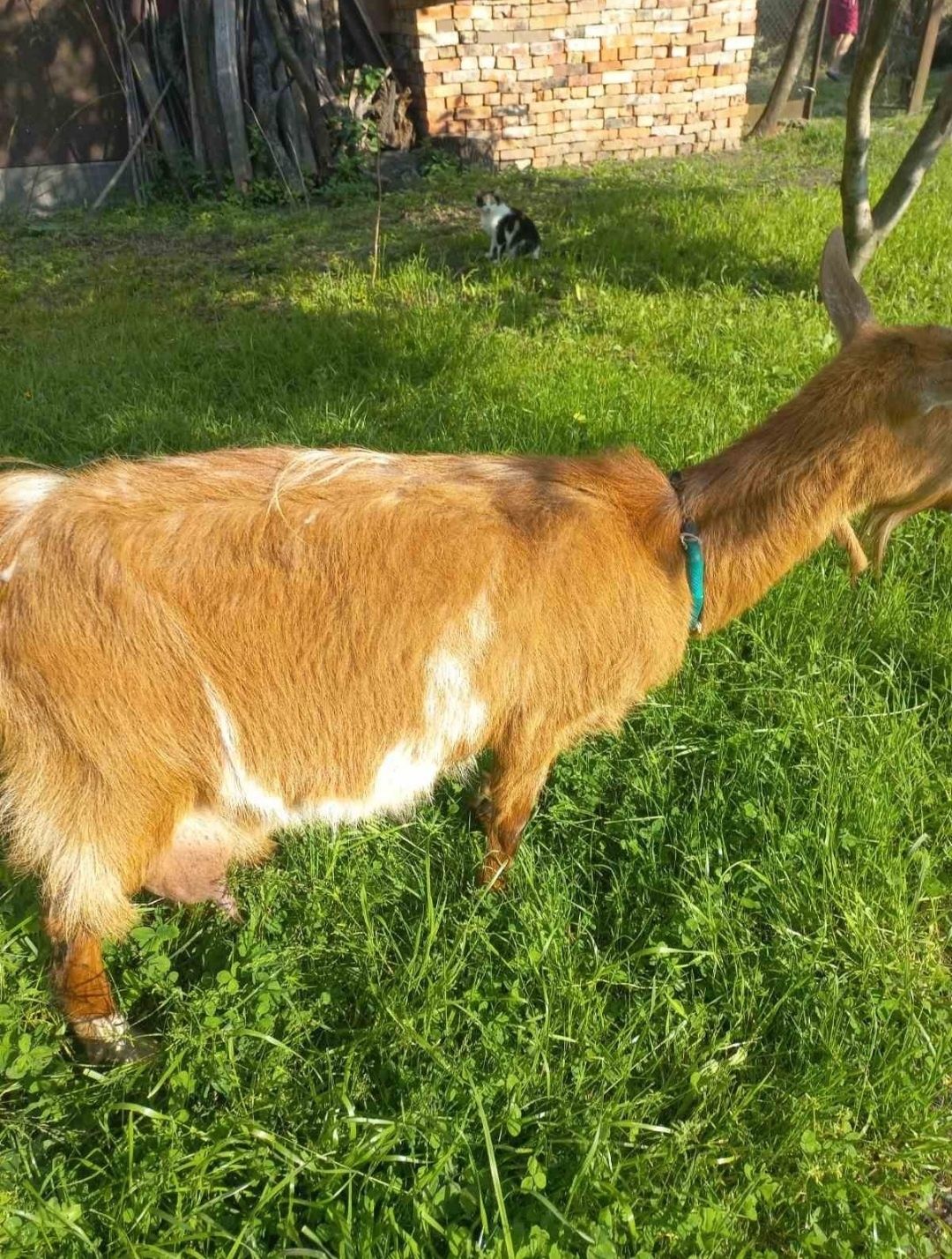 Продаю козу з кізонькою