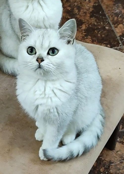 Серебристые шиншиллки мальчики