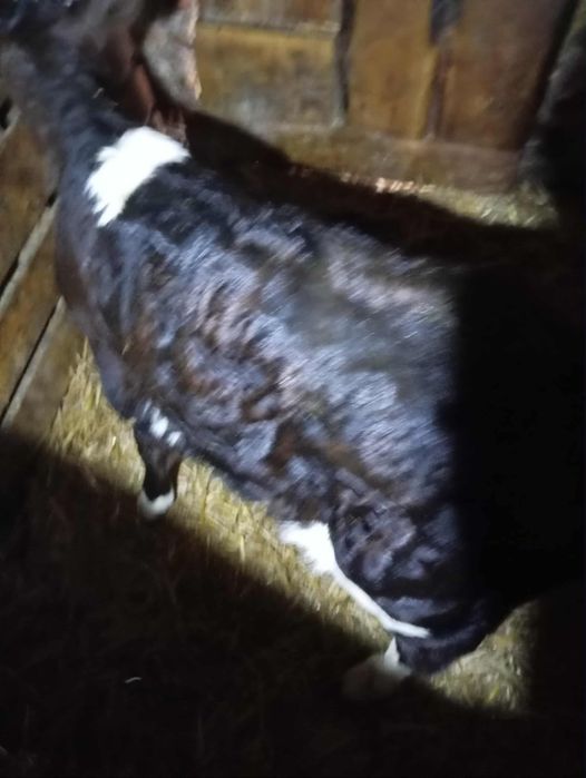 Jałoszka czarno biała