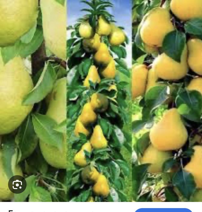 Саджанці плодових дерев та ягідних кущів