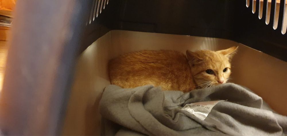 Rozpaczliwie potrzebuje domu